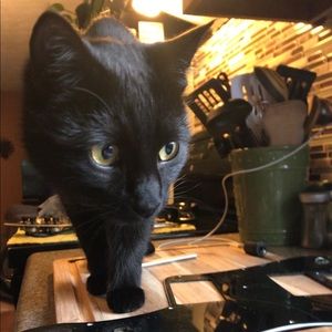 Meet your Posher, Bailey